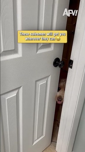 Dogs have absolutely no boundaries #funny #dogs