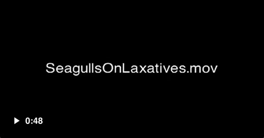 Seagulls on laxative - Video