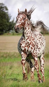 32K views · 2.2K reactions | Who’s coming with me? #nativeamerican #native #indigenous | Notorious Cree | Facebook