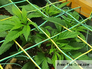 SCROG Tutorial - Everything to know about Screen of Green | FreeTree