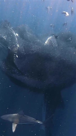 240K views · 9K reactions | This moment is mesmerizing, we see a...