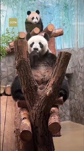 Giant panda Katyusha celebrates first birthday in Russia