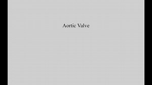 Basics of the Aortic Valve