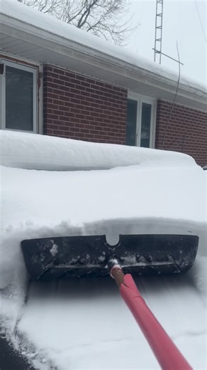 Sweet Acres Pig Sanctuary on Instagram: "snow loads can be very scary. please unload your pile. 😂😂😂❤️#pigsofinstagram #pigs #love #sanctuary #ducksofinstagram"