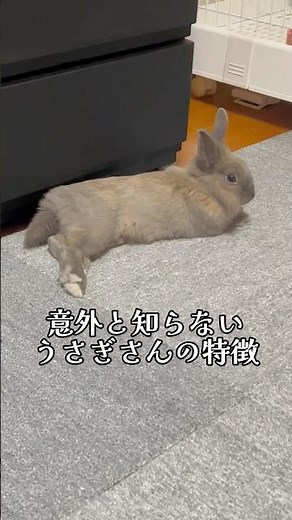 【実は】意外と知らないうさぎさんの特徴【最後はみんな知ってる】