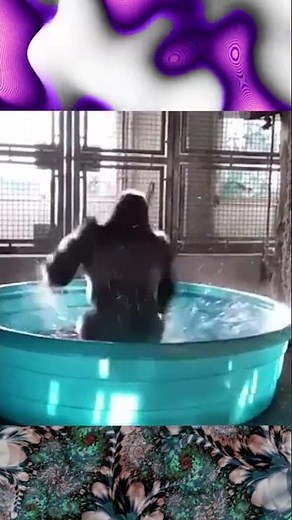 A Gorilla Spinning And Splashing In Water 🦍💦