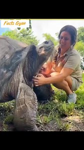 29K views · 306 reactions | The Life Journey Of Baby Turtles  Survival Begins at Birth  #reels #facts #shorts | Facts Gyan | Facebook