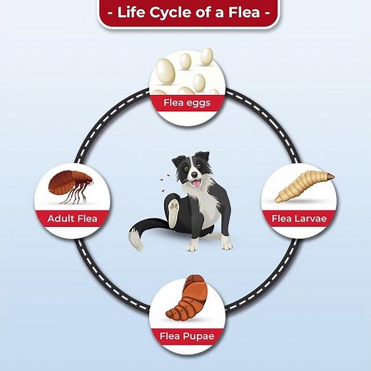 Discover the Life Cycle of Fleas