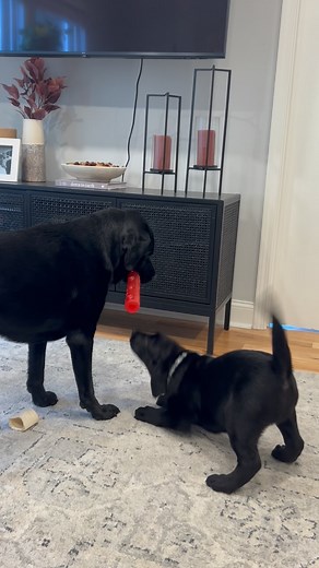I’m not crying, you are #blacklab #labrador #labradorretriever #lab #dog #puppy #blacklabpuppy #blacklabrador #retriever #blacklabsquad #dogmom #labmom #cutedog #puppylove #puppylover | Remi and Walter