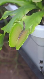 Quick feeding time! 🐛 #carnivorousplant #tropicalplants #venusflytrap #flytrap #nepenthes #drosera #sundew #cephalotus #sarracenia #pitcherplant #plants #houseplants #tropical #exoticplants #rareplan | Carnivorous Plants