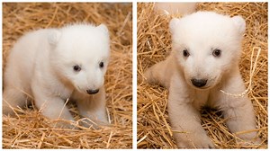 Toledo Zoo reveals gender of twin polar bear cubs