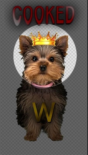 The real King dog #trending