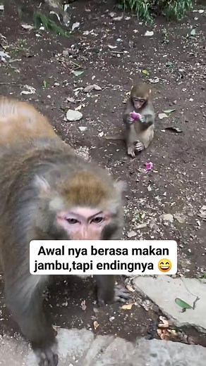 1.7K views · 2.8K reactions | Ikut merem melek monyet satu lagi 來 #satwa #fauna #hewan #kera #monyet #makan #lucu semua orang Pengikut | Hendrik VRasyah | Facebook