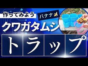 クワガタ・カブトムシのバナナトラップの作り方と、仕掛けた実際のすべて @hitorist #バナナトラップ #トラップの作り方 #ペットボトルトラップ #クワガタ #カブトムシ #夏休み自由研究
