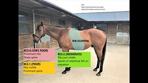 Assessing a horse's body condition score