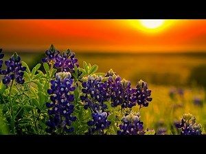 Sara Groves - Jesus, You're Beautiful (Lyric Video), 2002