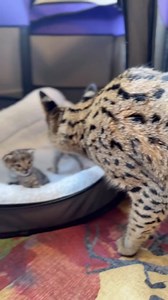 Our beautiful kittens 🐯🐯 F2 baby girl & F3 baby boy | Savannah Seattle