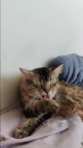 How do cat cleanse their face? Cute cat washing her face. Licks paw and rubs on face #cat #catspa