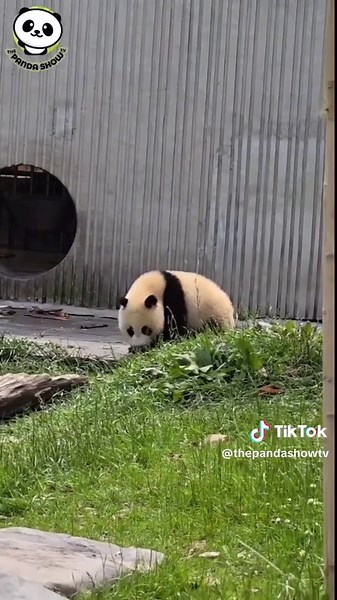 Funny Baby Panda Moments That Will Make You Smile