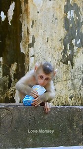 8.5K views · 728 reactions | The real life of poor baby Leo monkey | Love Monkey | Facebook