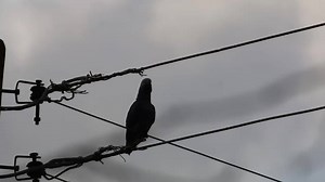 African Grey Parrot I'm usually used to being woken up by Brown Parrots (aka Meyers Parrot), but yesterday I heard a different sound. This little guy was outside my bedroom window and I think that was calling out to his lost flock. That's pure speculation on my part, but his calls were different from the usual early morning chorus I hear. He was using a much wider variety of sounds than is standard. Normally its a two-tone whistle, a loud whistling SQUAWK and a throaty SQUAWK (there must be actu