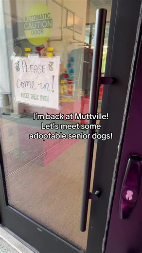 Meet Adorable Senior Dogs Ready for Adoption