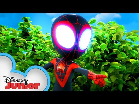 Best Miles Moments! 🕸 | Compilation | Marvel's Spidey and his Amazing Friends | @disneyjunior