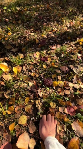 Unedited Nature Run with Silly Border Collie in Astrocl4ws Gear