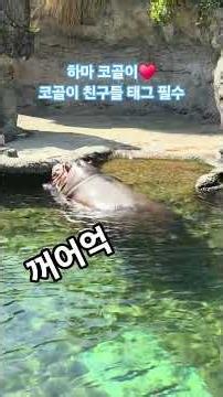 오사카 여행지 추천 덴노지 동물원 코골이하는 하마 신기한영상