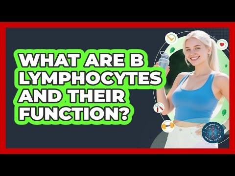 What Are B Lymphocytes And Their Function?