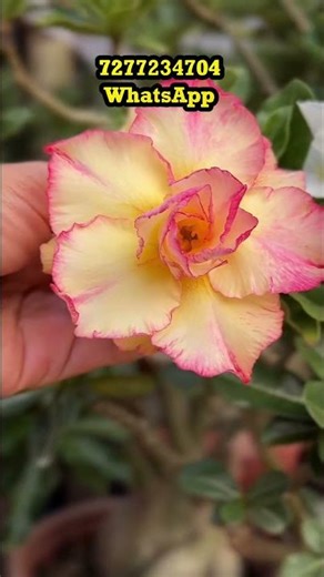 #adenium #gardening #arabicum #garden #plants