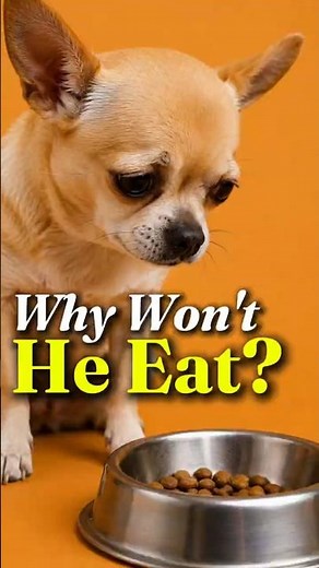 Why Your Dog Suddenly Stops Eating (And What It Could Mean)