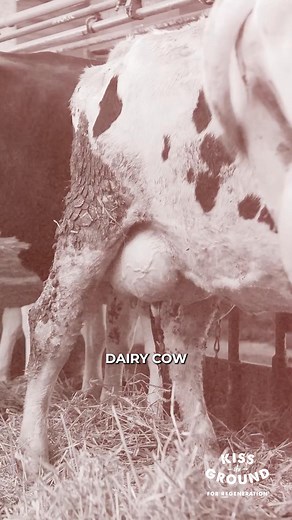 Our newest mini-documentary from our award-winning series, "Stories of Regeneration: Retired Dairy Cows," is out now! 🎉 For decades, the food industry has treated cows as either dairy or beef, but this mindset is shifting. Repurposing dairy cows into grazing cattle honors their full life and results in flavorful, nutrient-dense beef. This is what Regeneration is all about—caring for the whole system: soil, animals, and people. 🌿✨🐄 WATCH: https://kisstheground.com/storytelling/retired-dairy-co
