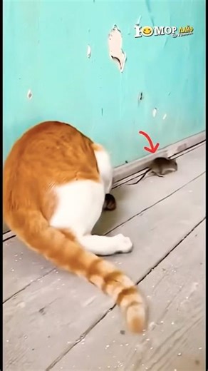 This Cat and Rat Hide and Seek Secret🐀 #kitten #shortsfeed #cat #cattv catvideos #catsounds