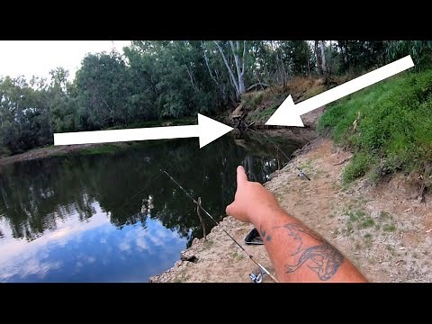 A fish pulled my fishing rod in while Murray cod fishing with cheese