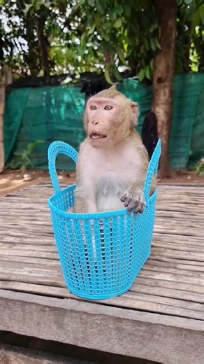 Baby Shally is just too adorable #shally #monkey #yaya #funny #animal #cute #babymonkey #animals