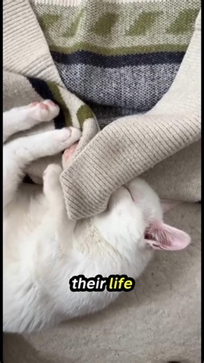 3 Signs Your Cat ACTUALLY Respects You (Most Owners Miss #3) 🦁