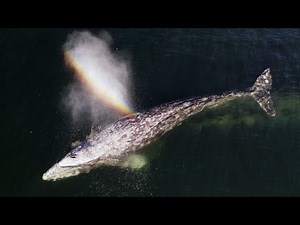 Grey whale makes an epic migration | #HelloSpringCBC