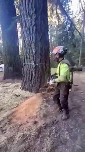 1.9M views · 21K reactions | . . . . . #logger #logging #chainsaw #arborist #stihl #treework #treelife #treecutting #loggers #stihlchainsaw #husqvarna #arblife #treecare #loggerlife #treesurgeon #forestry #treefelling #arboristlife #treeclimber #treeclimbing #treeservice #treeremoval #lumberjack #timberfaller #arboriculture #arboristsofinstagram #arborists #axe #treeworker #forest | Logger Pro | Facebook