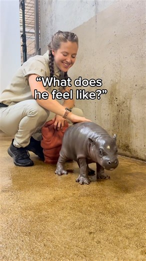 Tanganyika Wildlife Park | What does a Pygmy Hippo feel like? #babyhippo #hippobaby #hippo #mars | Instagram