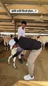 445K views · 6.5K reactions | #dhadingevlogs #viralreelschallenge #foryoupageシ #randomvideo #viralchallenge #highlight #RandomQuestions #kuwait #keepgoing #khasibazar | Dhadinge Vlogs | Facebook