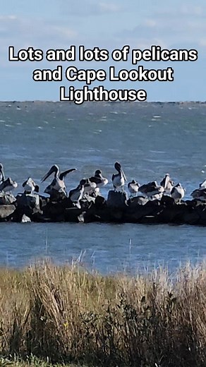 6.6K views · 236 reactions | Pelicans and the Cape Lookout Lighthouse. Beautiful but chilly today! Cape Lookout National Seashore #lighthouse #capelookout #pelicans | Why Beaufort NC | Facebook