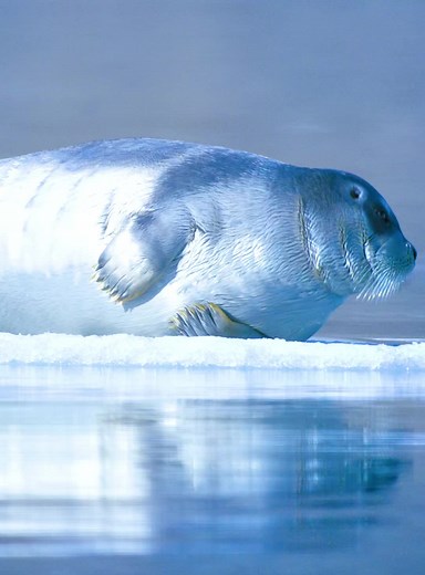 Polar Bear's Stealthy Hunting Technique in Changing Conditions