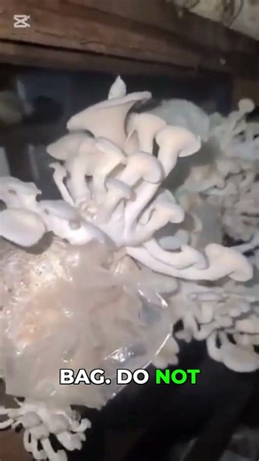 How to Properly Bag Your Mushroom Substrate