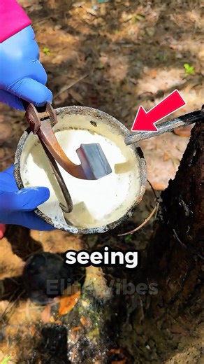 This is rubber tree!