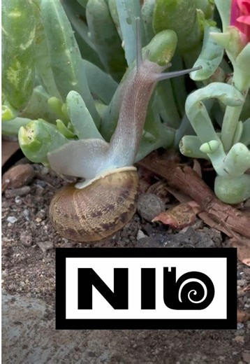 Exploring Nine Inch Snails: A Unique Perspective