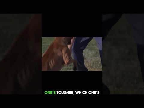 Pit bull and boxer face off in a battle for best pet!