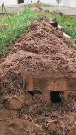 Scorpion Nest #scorpion #amazingnature #biology #scorpions #scorpiolover