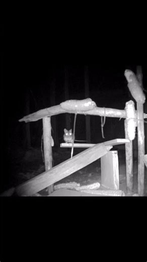 Wild Mouse Loves the Night #mice #mouse #wildlife #animals