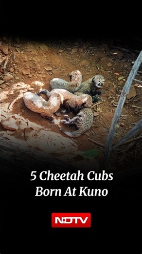 Indian-Born Cheetah Gives Birth To 5 Cubs In Madhya Pradesh's Kuno National Park